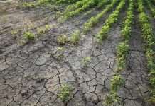 Drought has California Farms Destroying Crops, Rather Than Pay for Water
