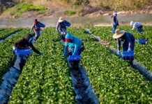Farmworkers Deserve Democratic Protections