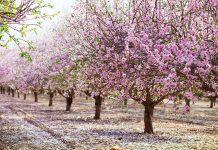 Blue Diamond Almond Growers Sustain Family Farms, Feed Consumers Worldwide Alley of pink almond trees