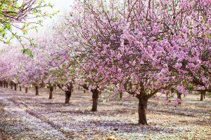 Almond Trees 