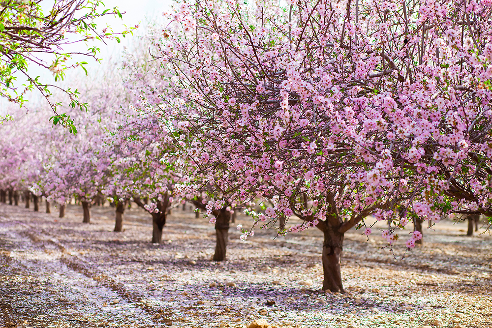CalChamber Member Blue Diamond Awarded $45 Million to Expand Climate Smart Orchard Programs